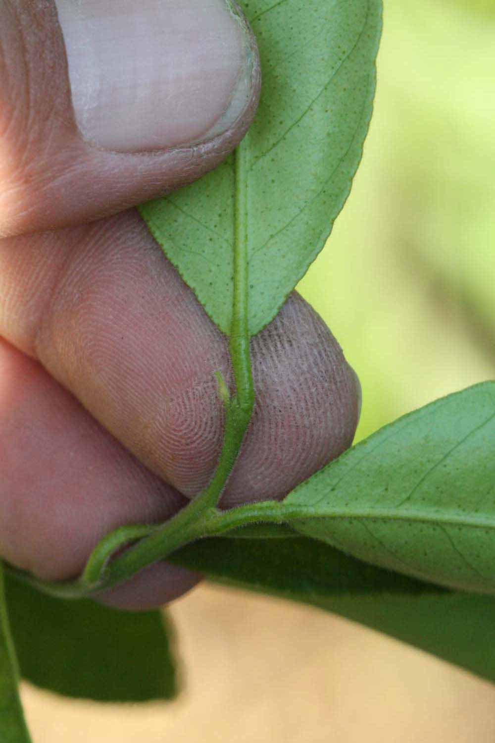              Petiole (Riverside, CA)       
